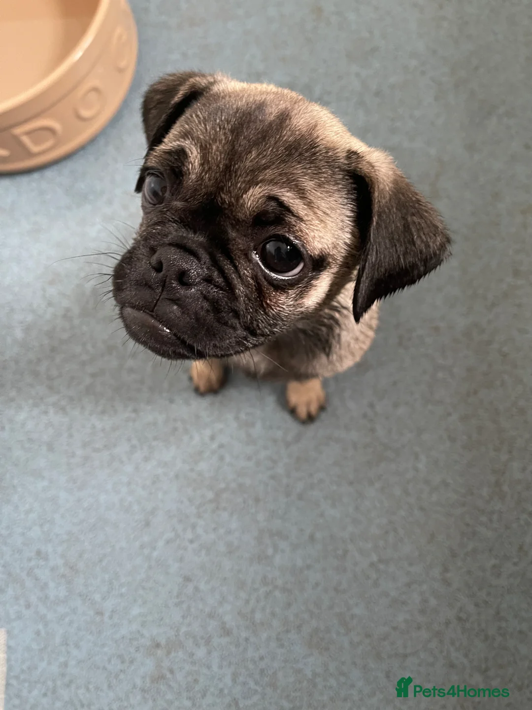 Mixed Breed dogs for sale: Pug cross Pom for sale  - Advert 2