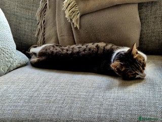 British Shorthair cats - Advert 1