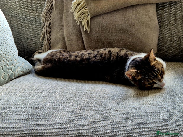 British Shorthair cats - Advert 1