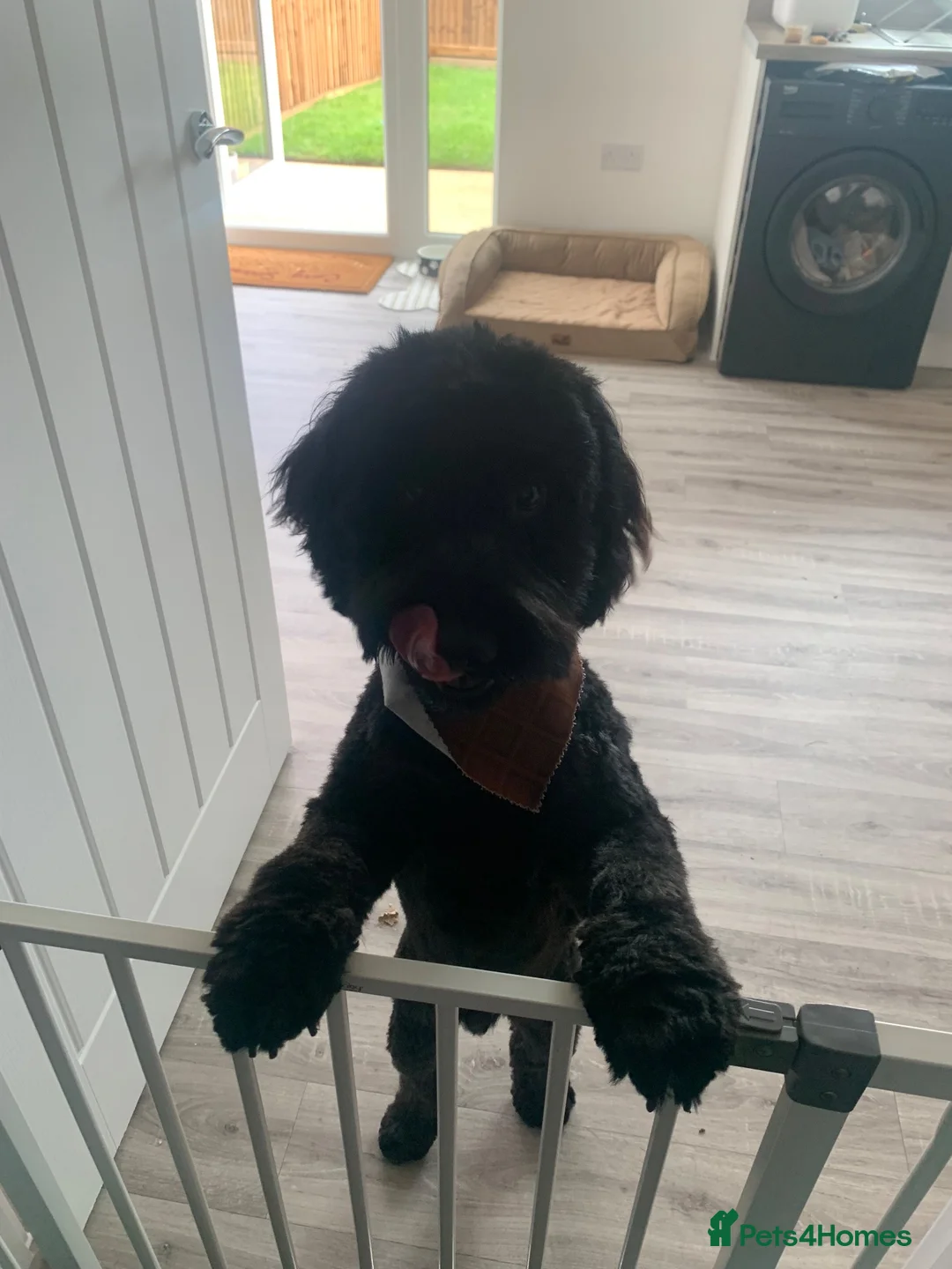 Cockapoo dogs for sale: F1 cockerpoo in Mold - Advert 2