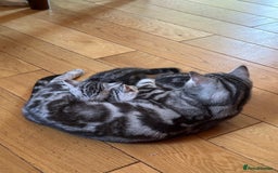 British Shorthair cats for sale: Beautiful British Shorthair girls very loving - Image 10