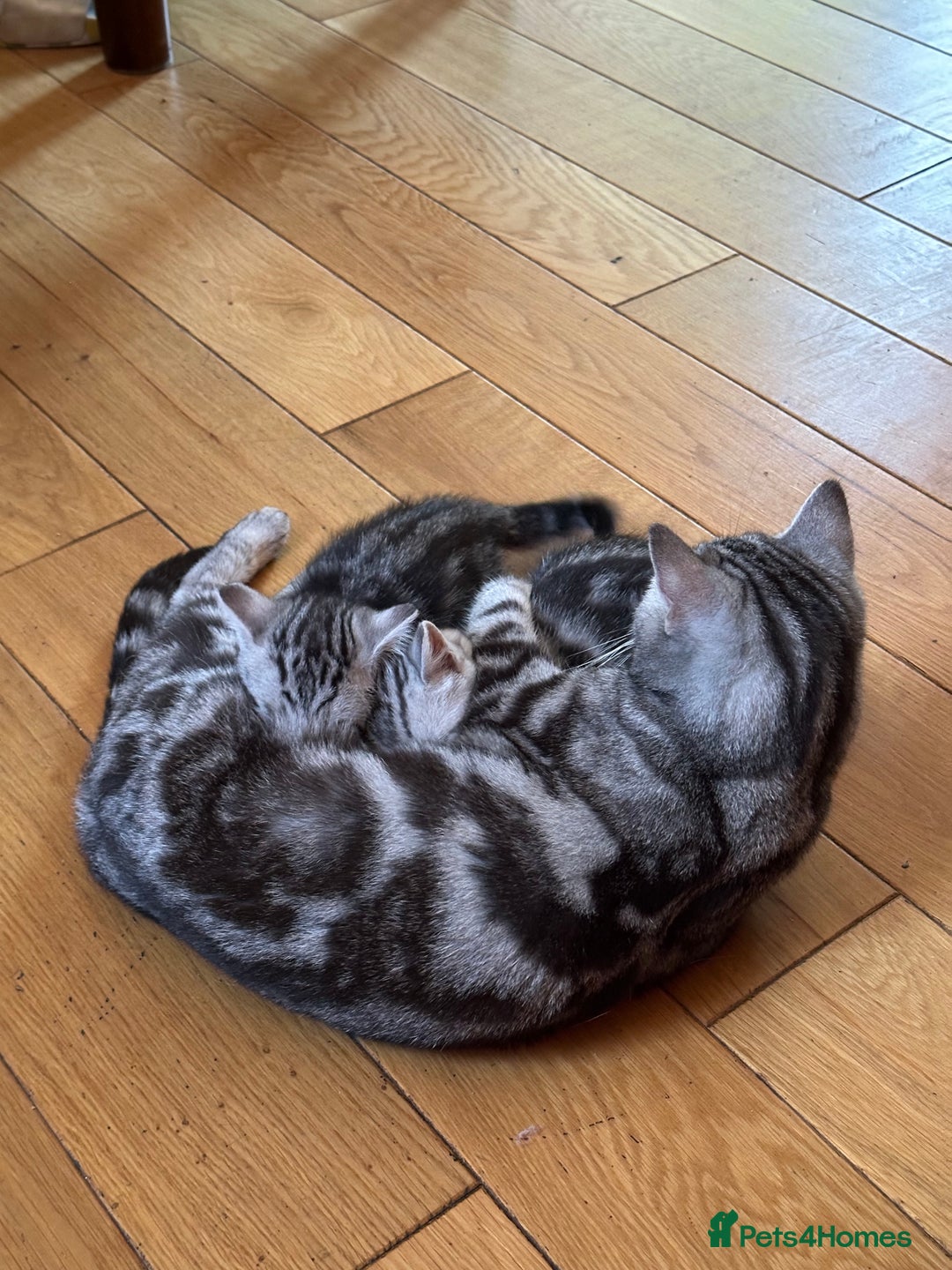 British Shorthair cats for sale: Beautiful British Shorthair girls very loving - Image 10