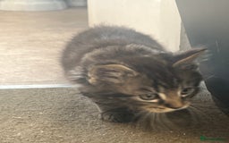 Maine Coon cats for sale: Maine coon kitten. Black tabby pure Maine coon  - Image 9