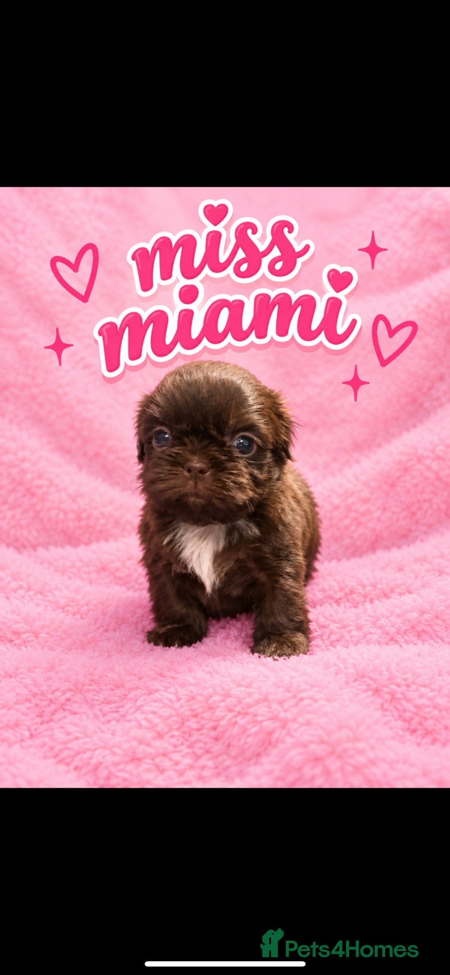 Shih Tzu dogs Imperial shih tzu puppies  - Advert 11