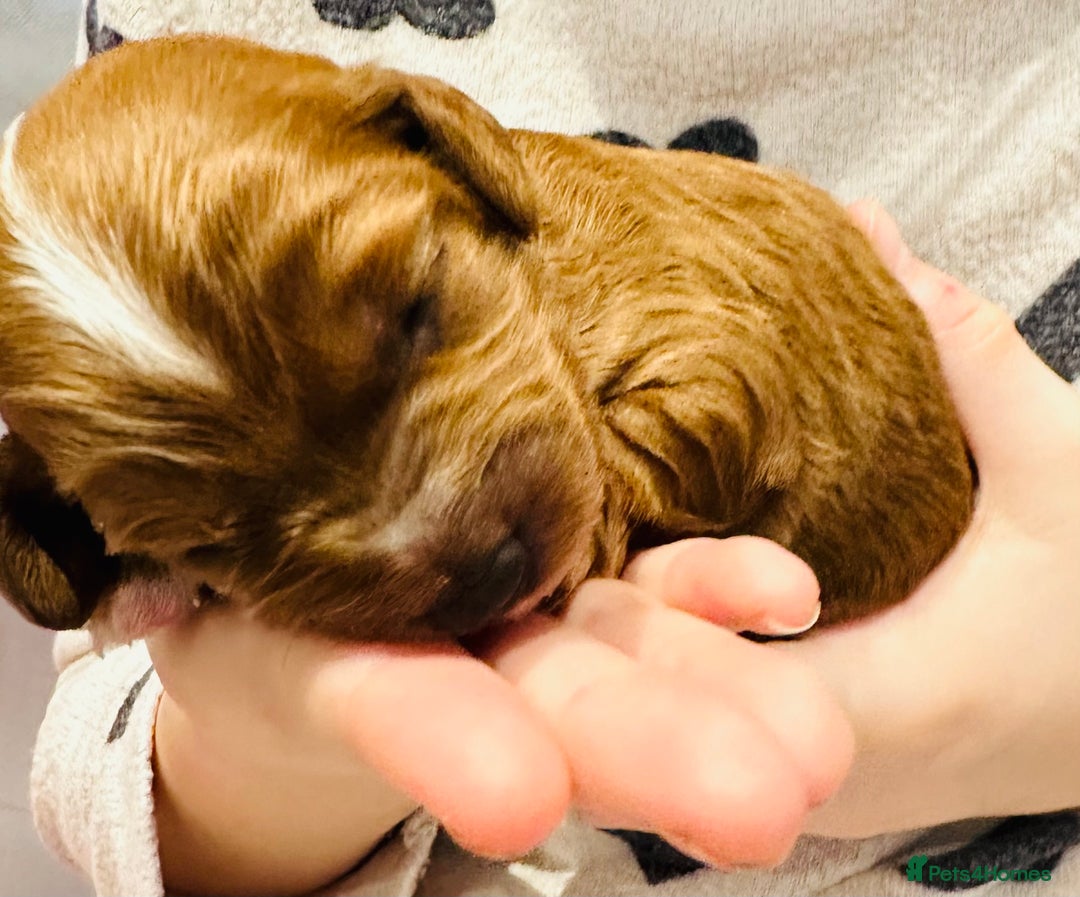 Cavapoo dogs for sale: Toy Cavapoo Puppies  - Advert 19