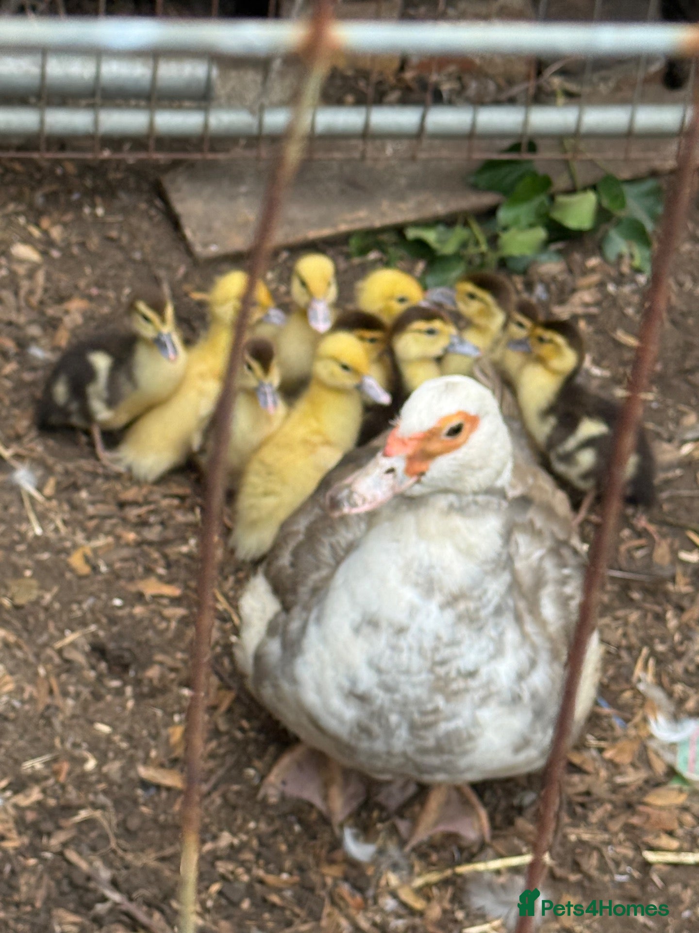 Mixed Breed poultry  Ducklings  - Advert 10
