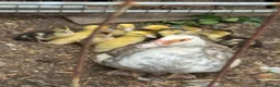 Mixed Breed poultry for sale:  Ducklings  - Advert 1