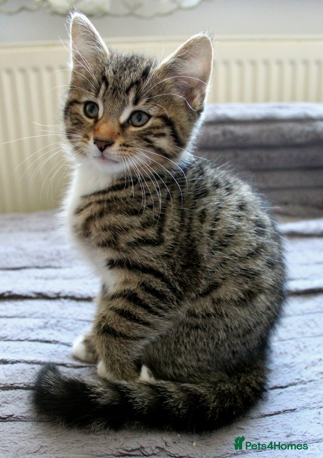 Mixed Breed cats for sale: ✨ Meet This Handsome Little Boy ✨ - Advert 3