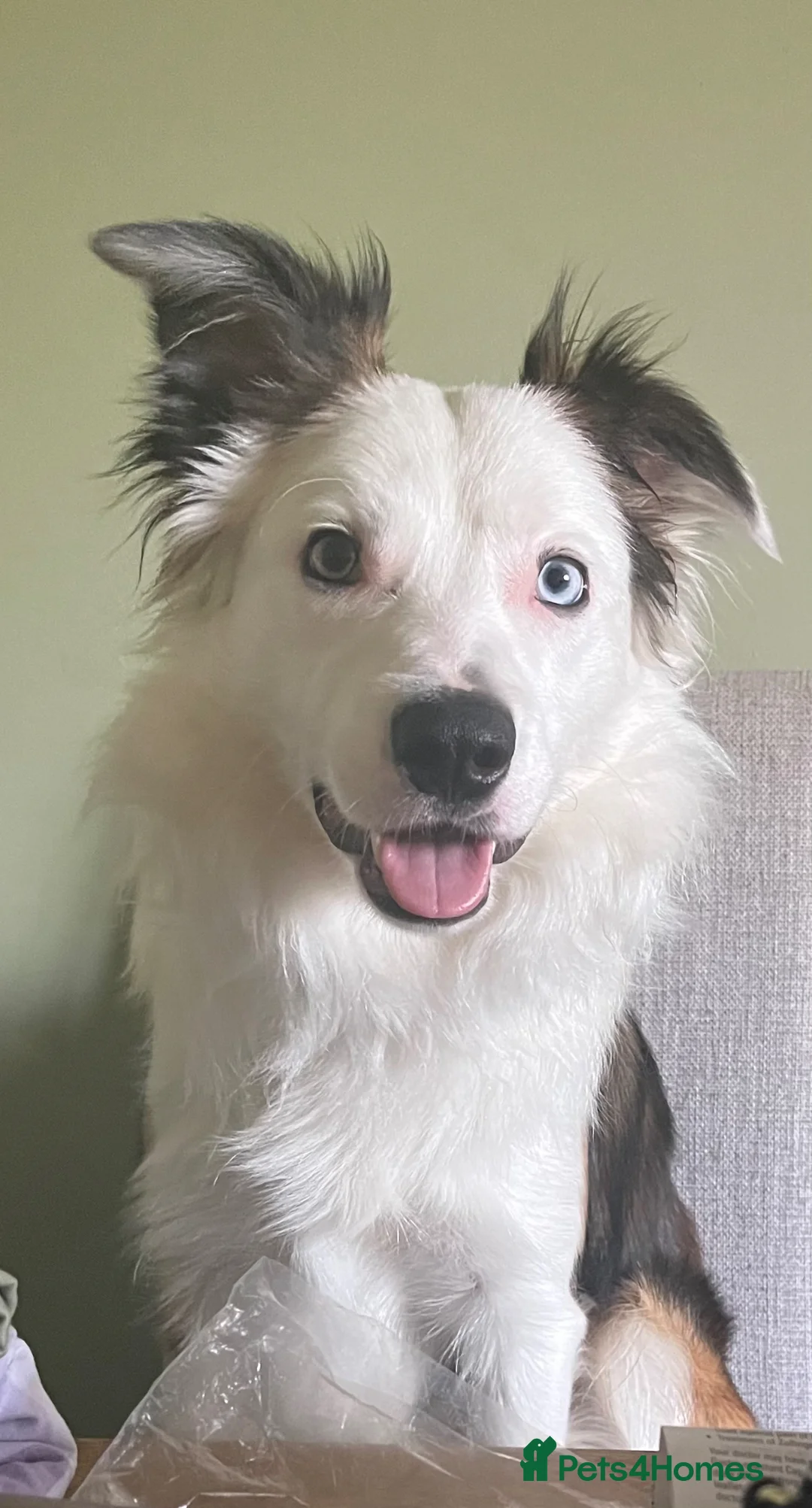 Border Collie dogs for stud: Sable border collie for 1st time stud - Advert 3