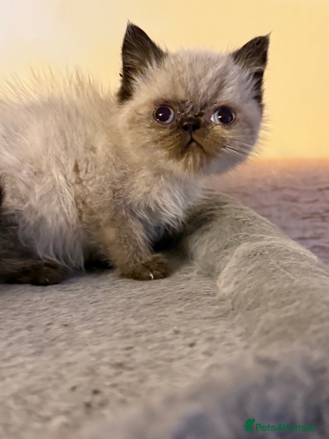 Persian cats for sale: Persians blue eyes  - Image 2