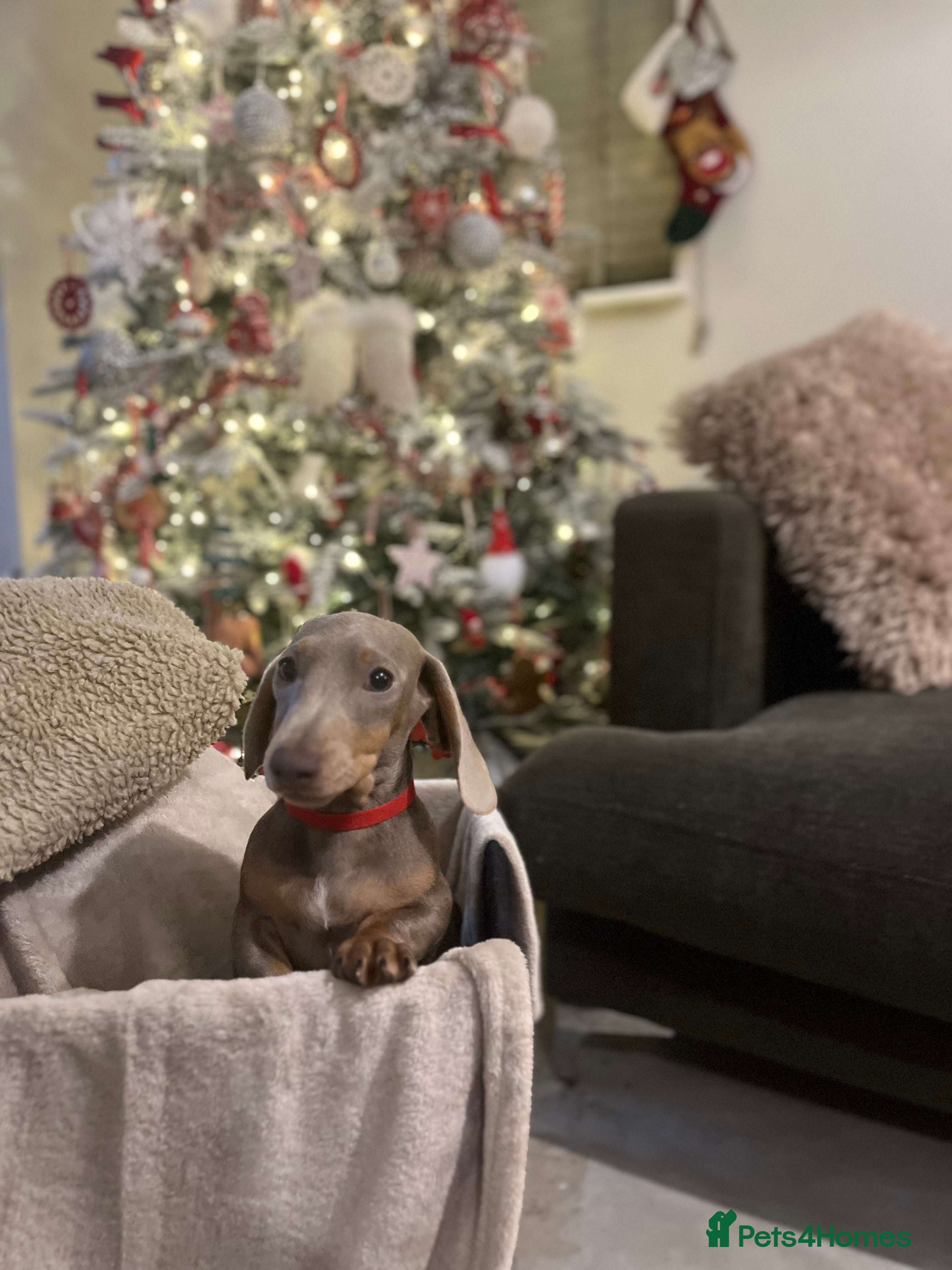 Dachshund dogs 🏡🐾 Isabella Dachshund Puppies - Ready Now 🐾🏡 - Advert 14