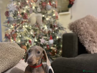 Dachshund dogs 🏡🐾 Isabella Dachshund Puppies - Ready Now 🐾🏡 - Advert 2