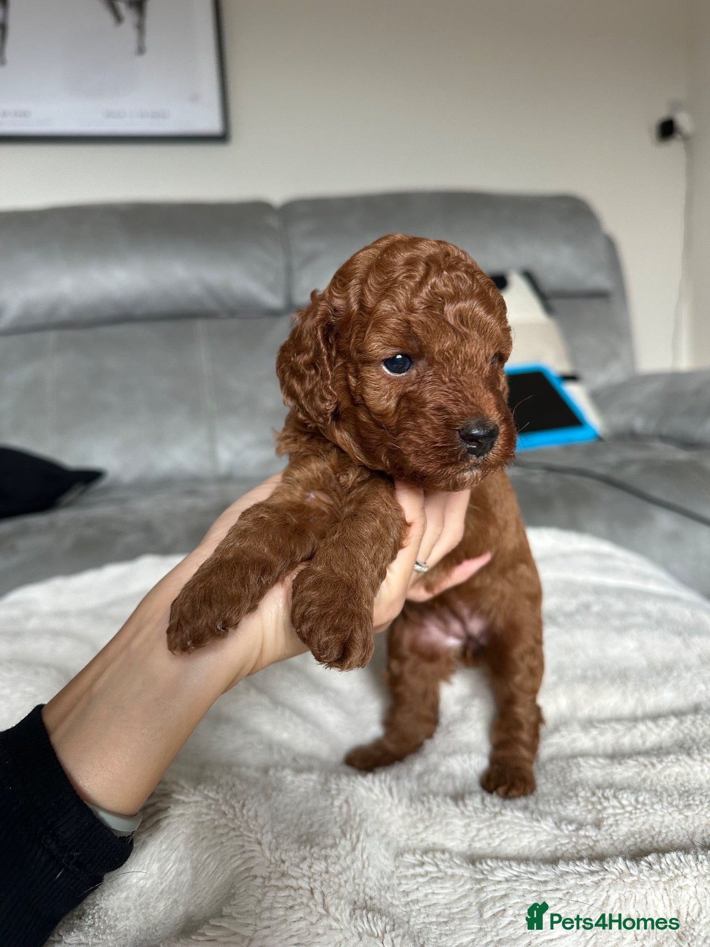 Cockapoo dogs F1B Red Toy Cockapoo - Advert 11
