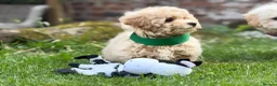 Poochon dogs for sale: Absolutely beautiful poochons ready now  in Chester - Advert 14