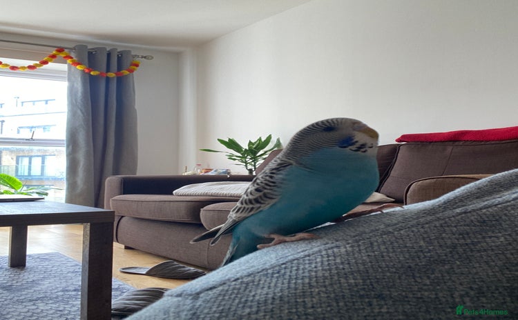 Budgerigars birds - Advert 3