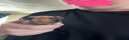 Guinea Pig rodents for sale: Baby Guinea Pigs - Advert 9