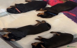 Rottweiler dogs for sale:  Rottweiler Puppies - READY NOW! 2 LEFT!  - Image 7