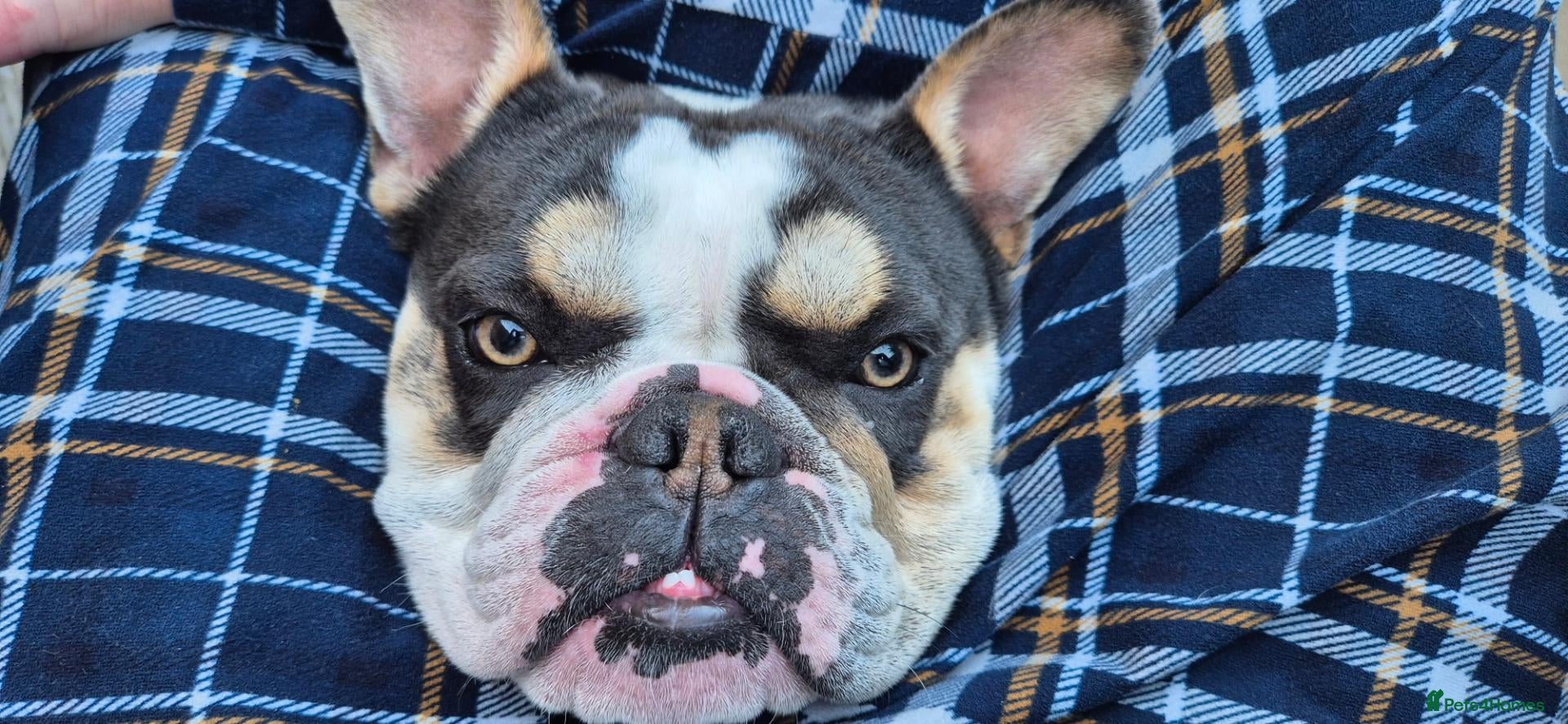 Mixed Breed dogs Olde English Cross Bulldog Reggie - Advert 1