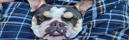 Mixed Breed dogs for sale: Olde English Bulldogge Cross - Advert 1