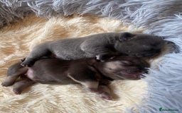 French Bulldog dogs for sale: KC French Bulldog girls puppies pure blue - Image 12