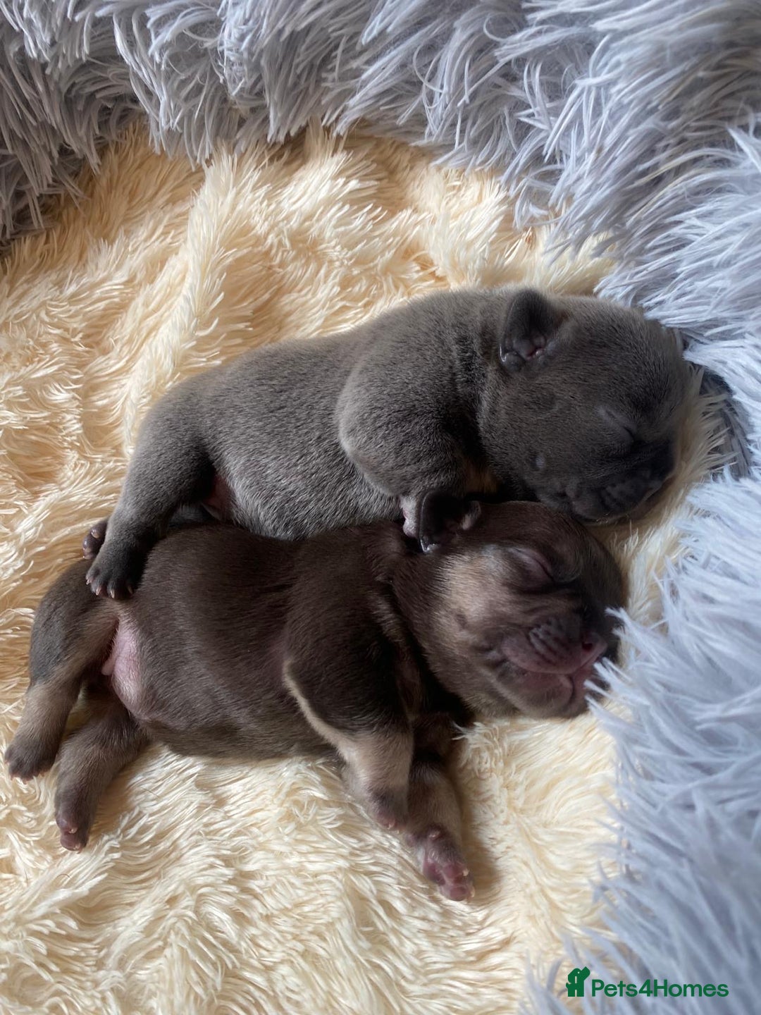 French Bulldog dogs for sale: KC French Bulldog girls puppies pure blue - Image 12