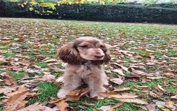 Cocker Spaniel dogs for sale: Chocolate Sable Show Cocker Spaniel  - Image 3