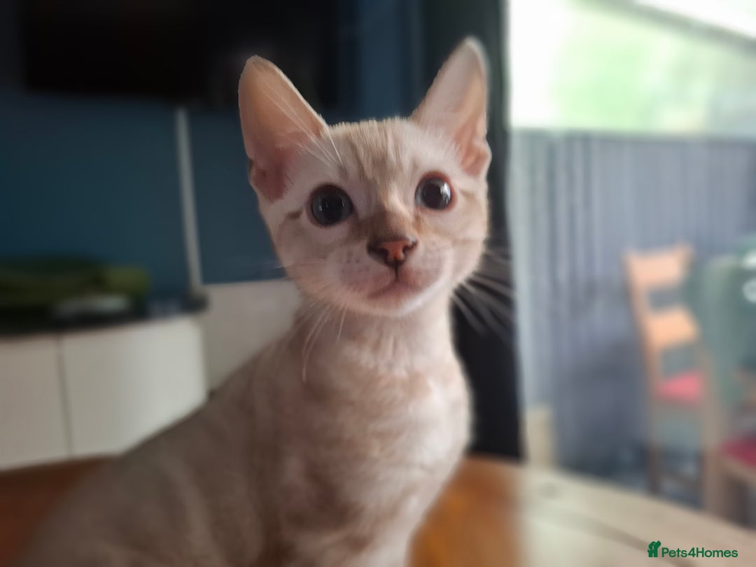 Bengal cats for sale: Prenium TICA registered Bengal Kittens - Image 36