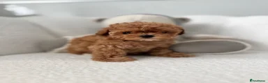 Maltipoo 3