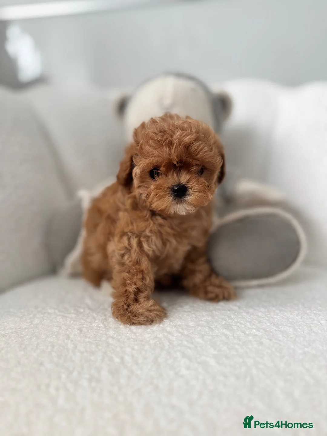 Maltipoo dogs for sale: 🧸READY NOW True Asian Maltipoo Pups DNA Clear🧸 - Advert 17