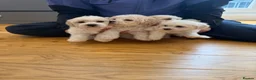 Bichon Frise dogs for sale: Bichon Maltese  - Advert 8