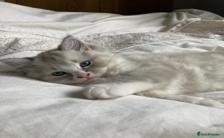 Ragdoll cats - Advert 5