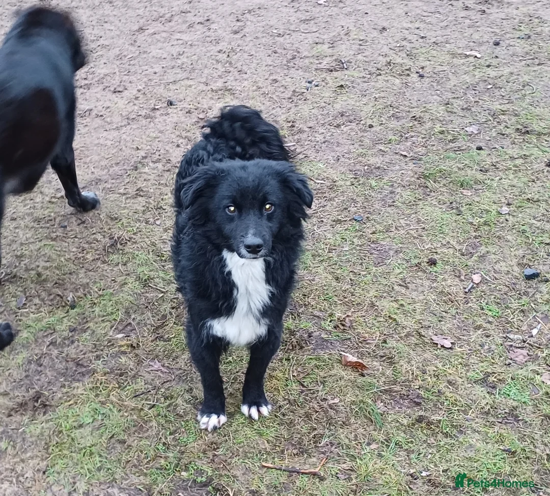 Mixed Breed dogs for adoption: Meet MARK - a very Sweet Boy for a Loving Home - Advert 8