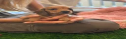 Miniature Dachshund dogs for sale: Miniature Dachshunds - Advert 10