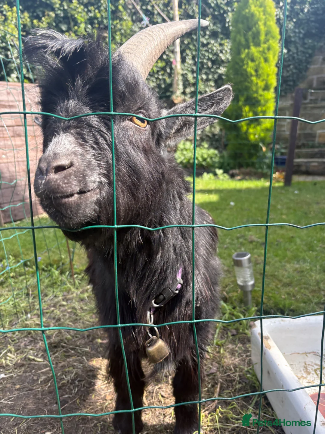 Goats livestock for sale: 2 pigmy goats for sale Barnsley  in Barnsley - Advert 2