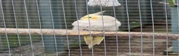 Cockatiels birds for sale: Stunning Young Cockatiels For Sale - Advert 6