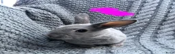 Rex rabbits for sale: Purebred Velvet Mini Rex Sable rabbits - Advert 22