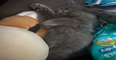 Persian cats - Advert 8