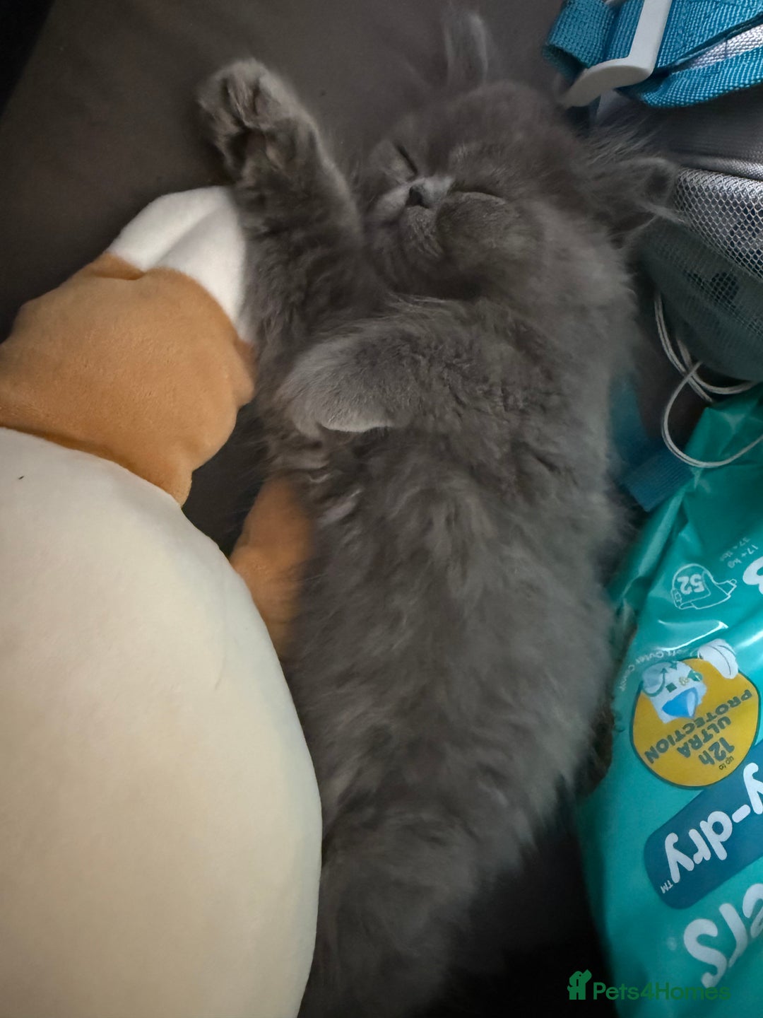 Persian cats for sale: Kitten  - Image 2