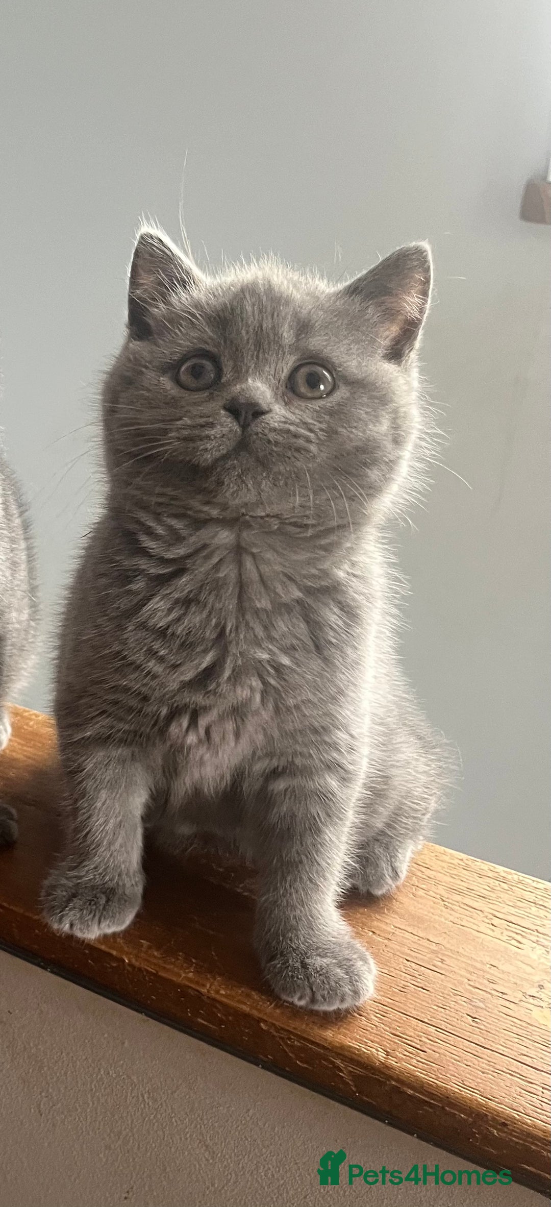 British Shorthair cats for sale: Very affectionate little girl heath tested BSH - Image 8