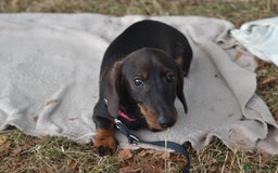 Miniature Dachshund dogs for sale: Miniature Wirehaired Dachshund Boy and Girl in Stowmarket - Image 1