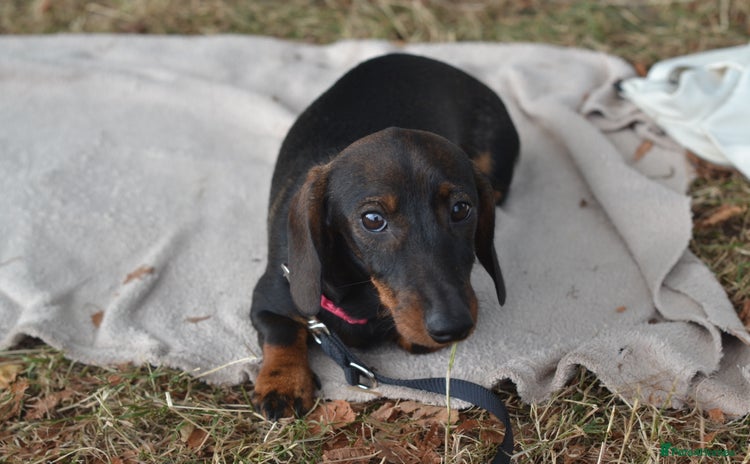 Miniature Dachshund dogs in Stowmarket - Advert 16