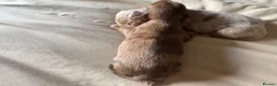 Miniature Dachshund dogs for sale: Long hair miniature dachshund  - Advert 2