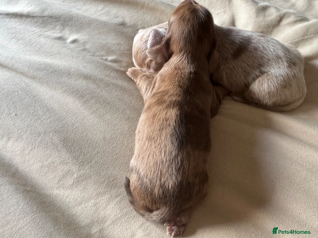 Miniature Dachshund dogs for sale: Long hair miniature dachshund  - Advert 2
