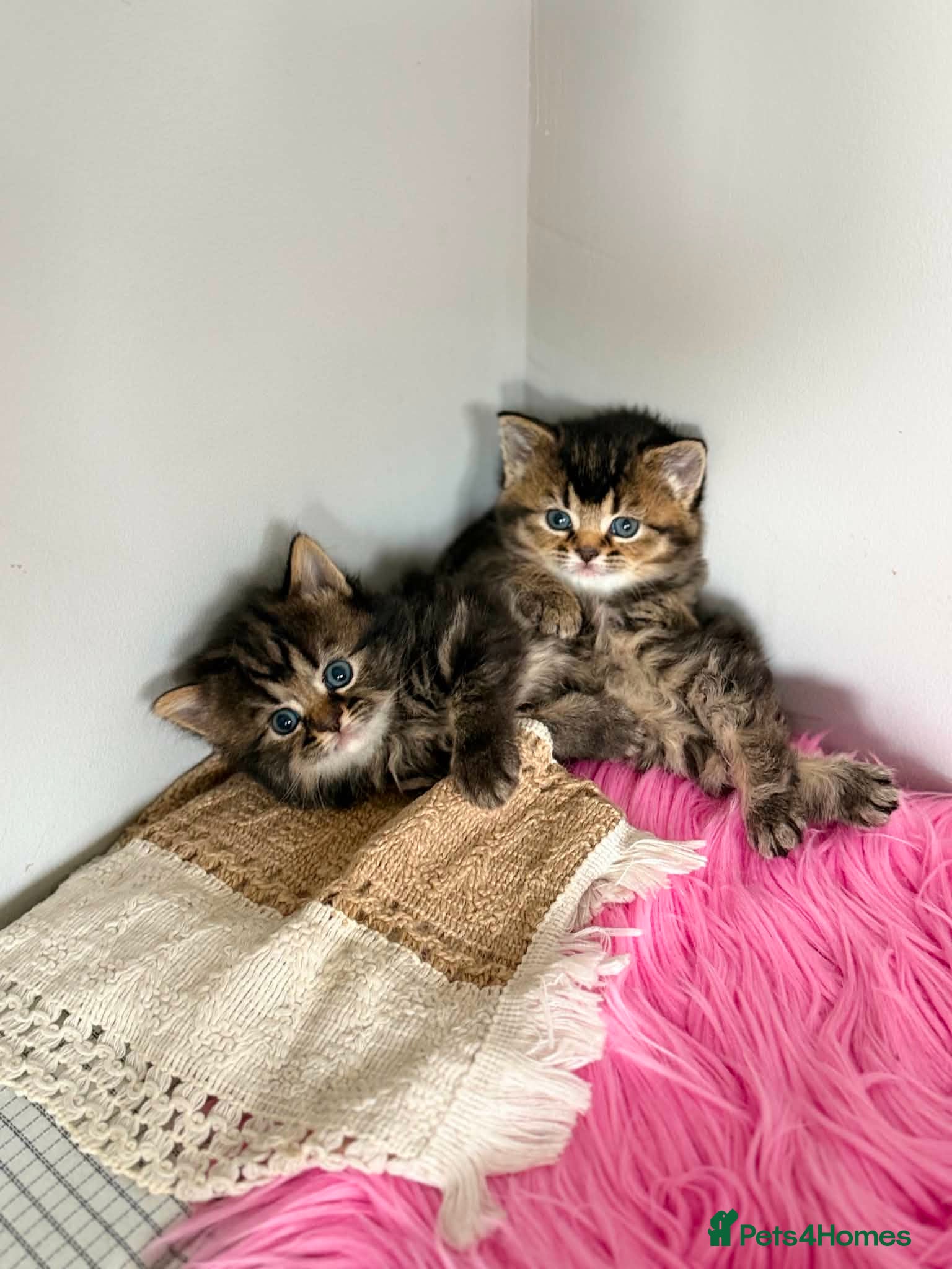 Mixed Breed cats for sale: 3 Little kittens  in Basildon - Advert 12