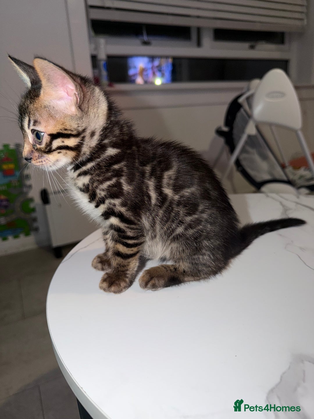 Bengal cats for sale: Bengal Male Kittens Available 🐾  - Advert 9