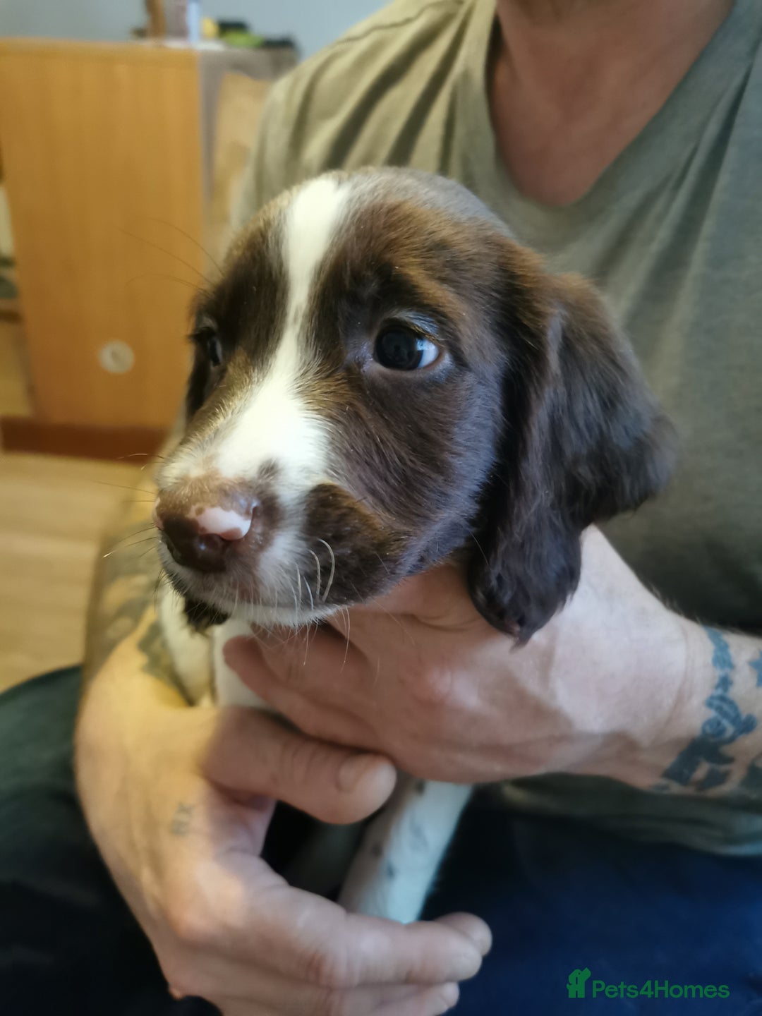 English Springer Spaniel dogs for sale: 9 Beautifully marked English Springer Spaniels  - Image 10