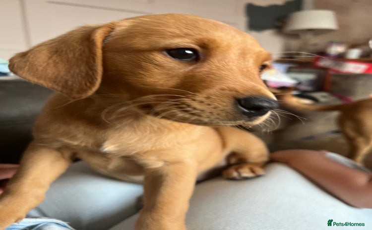 Labrador Retriever dogs - Advert 8