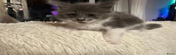 Maine Coon cats for sale: Maine Coon Crosses - Advert 1