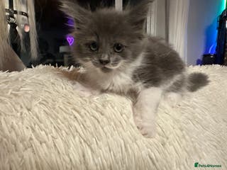 Maine Coon cats Maine Coon Crosses - Advert 2