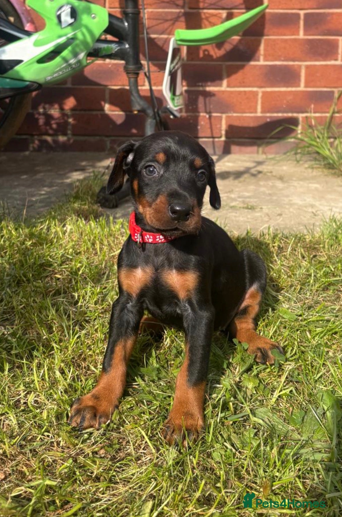 Dobermann dogs Kc reg Health tested parents Black and Tan girls  - Advert 6